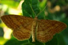 Gnophos deliciaria - Waldmoorspanner